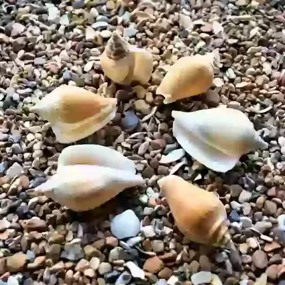 Dog Conch Laevistrombus canarium Sea Shells 100g Pack Small to Medium 